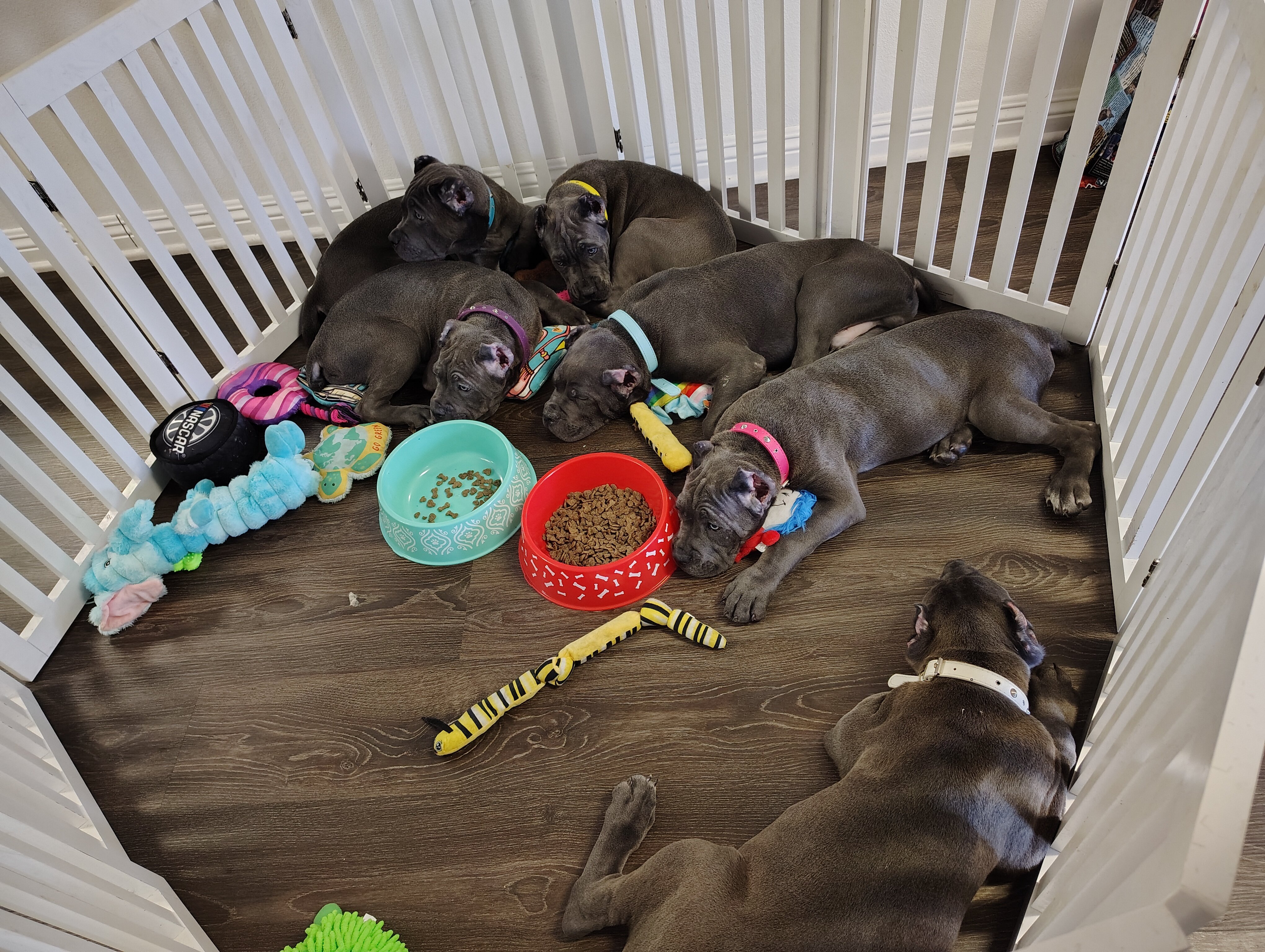 AKC IFCC Cane Corso litter image 1