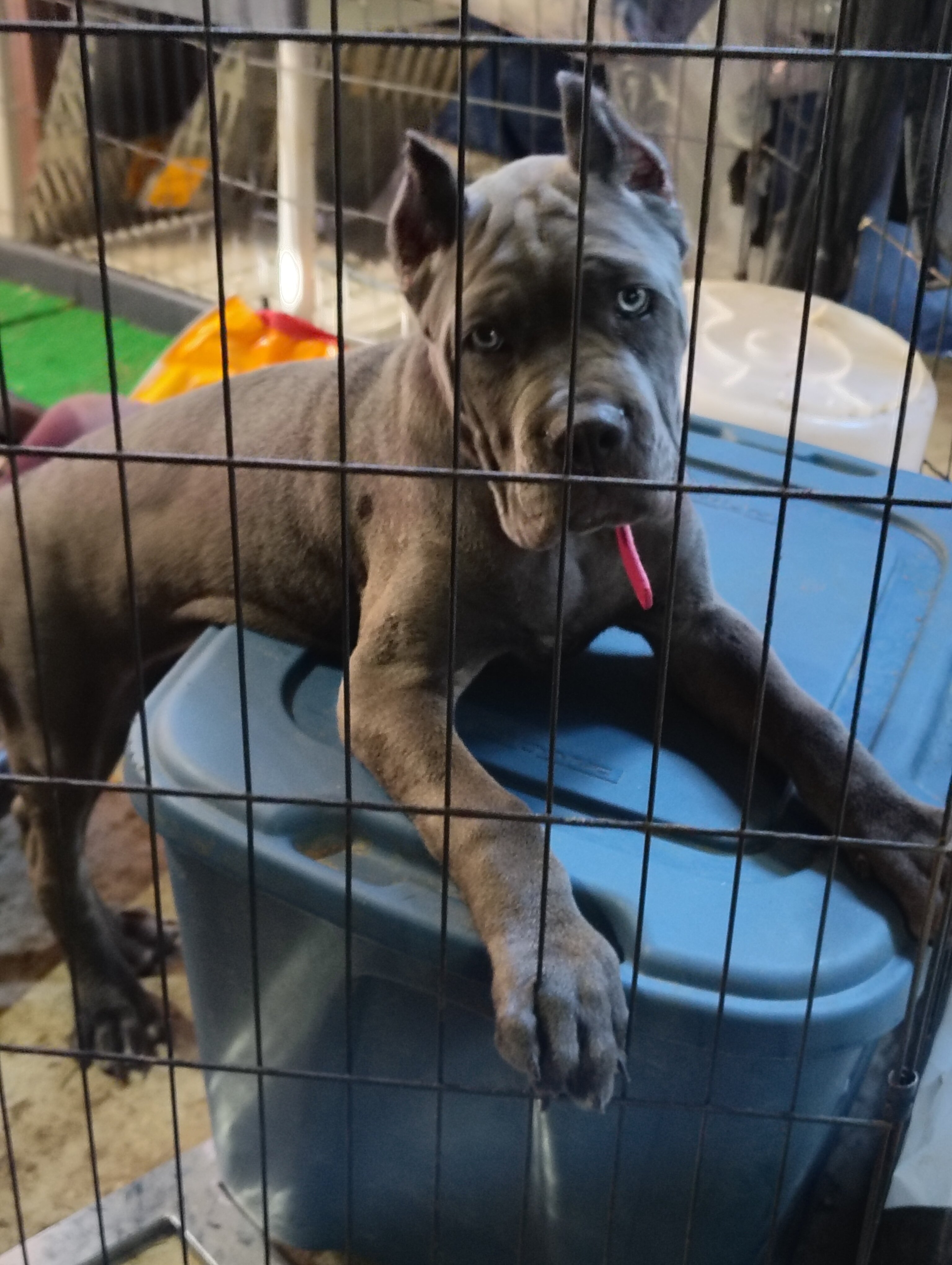 AKC IFCC Cane Corso litter image 3