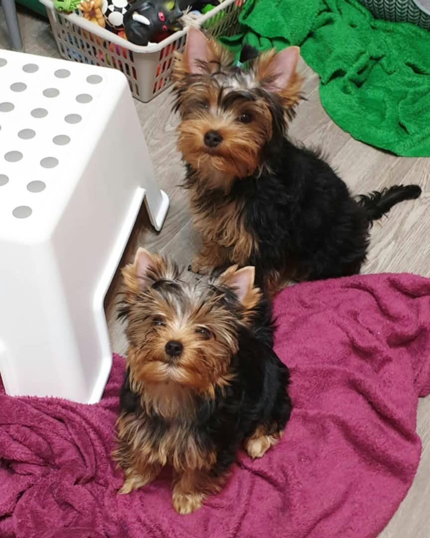 Yorkie for adoption (arielmeagan26@gmail.com) image 1