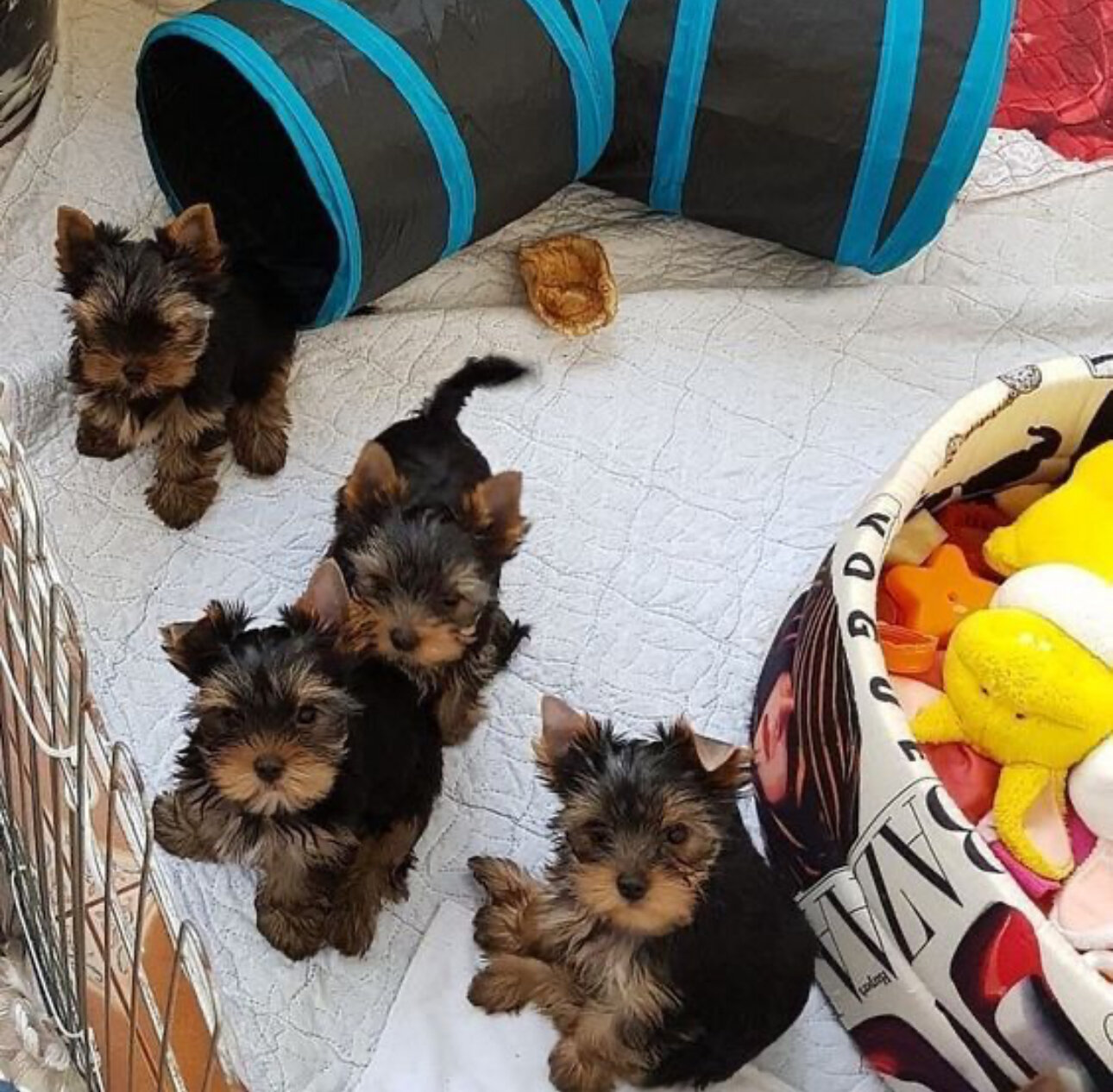 Yorkie for adoption (arielmeagan26@gmail.com) image 3