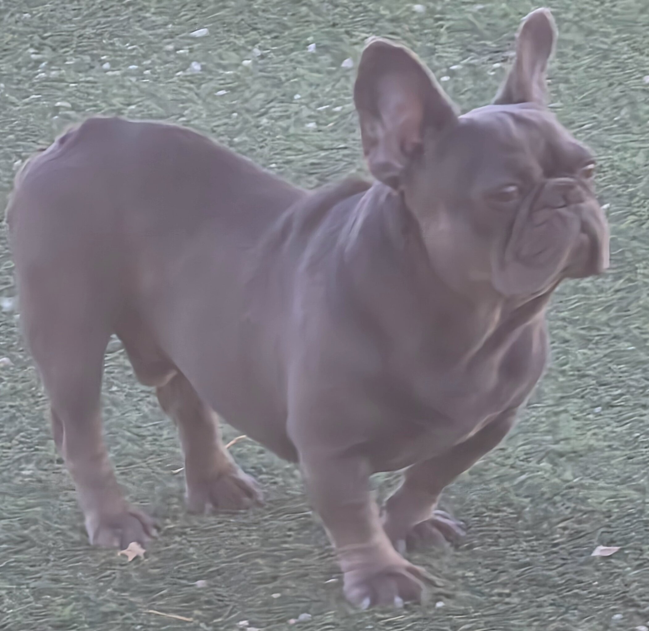 1 year old frenchie image 1