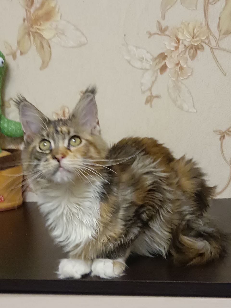 Beautiful Long-Haired Tabby Cat – Friendly image 1