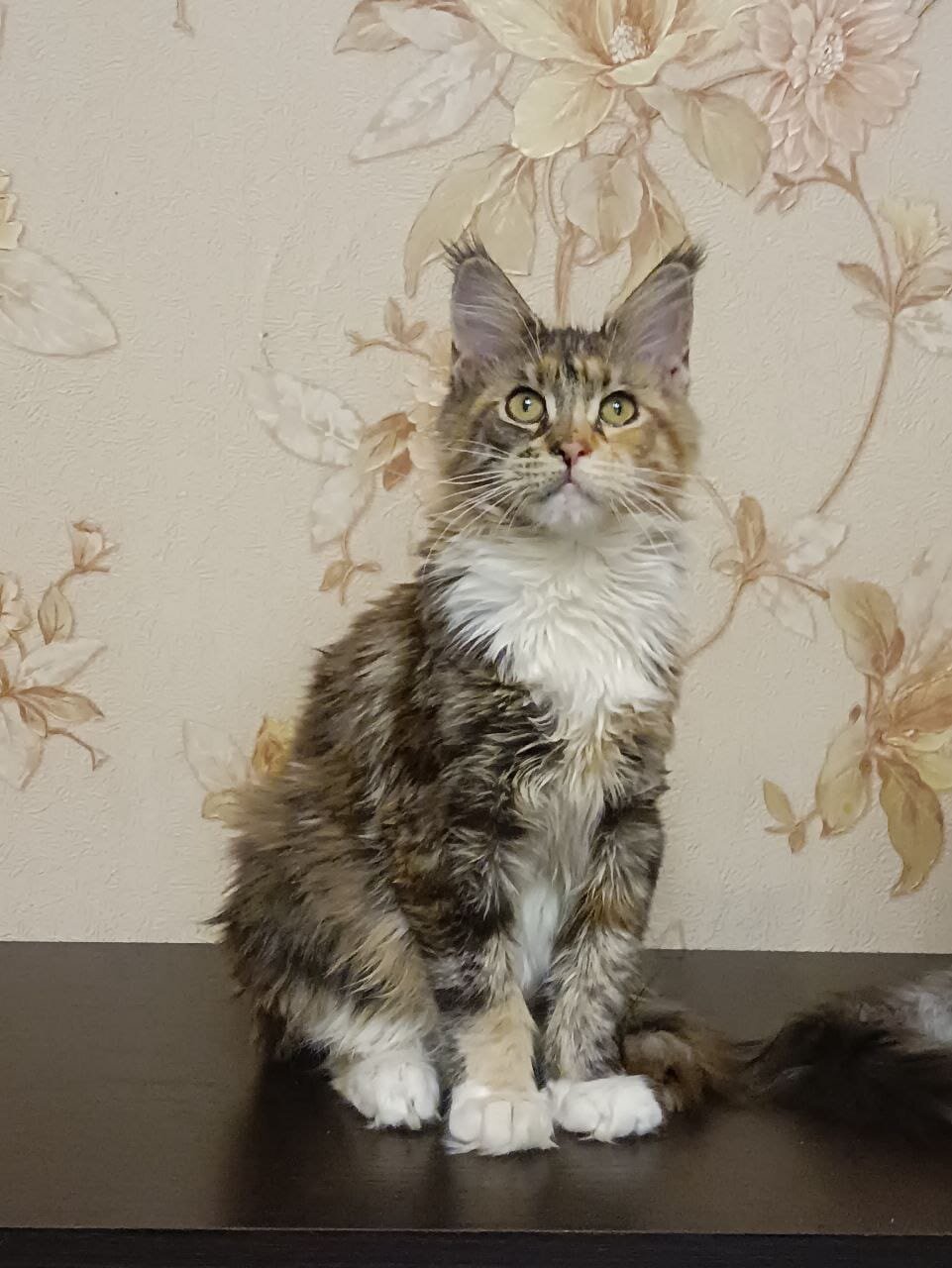 Beautiful Long-Haired Tabby Cat – Friendly image 2