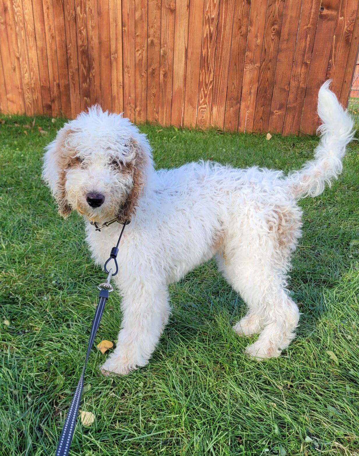 Standard Poodle Puppy image 1