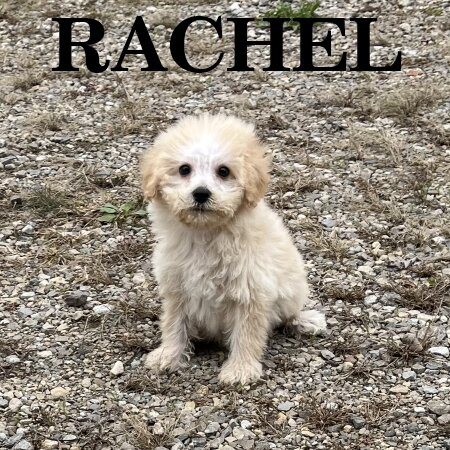 Rachel Female Schnoodle Puppy image 1