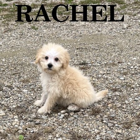 Rachel Female Schnoodle Puppy image 2