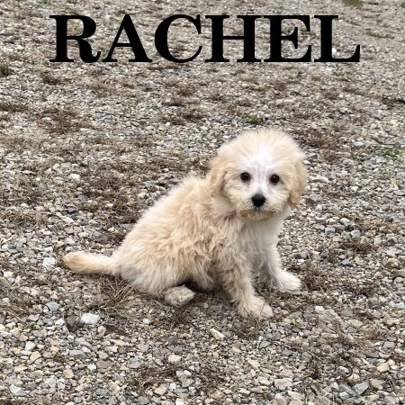Rachel Female Schnoodle Puppy image 3