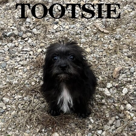 Tootsie Female Schnoodle Puppy image 1