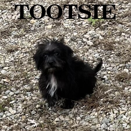 Tootsie Female Schnoodle Puppy image 2