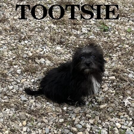 Tootsie Female Schnoodle Puppy image 3