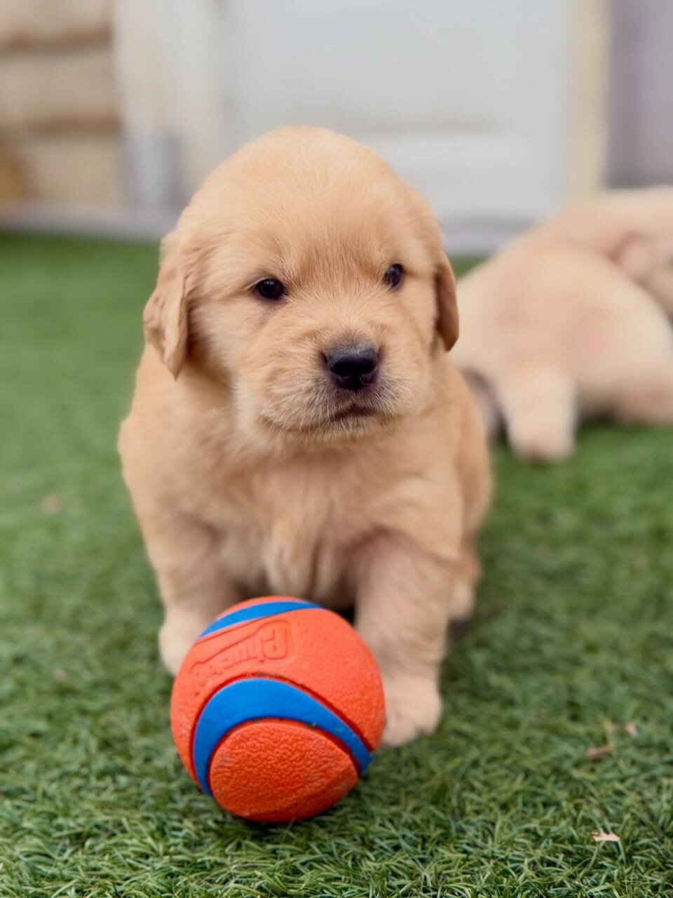 Golden Retriever Puppies image 1