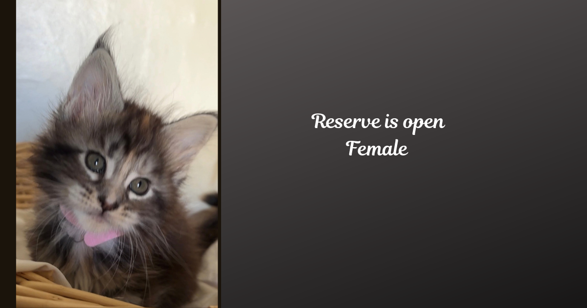 Male and female Maine coons Michigan image 1