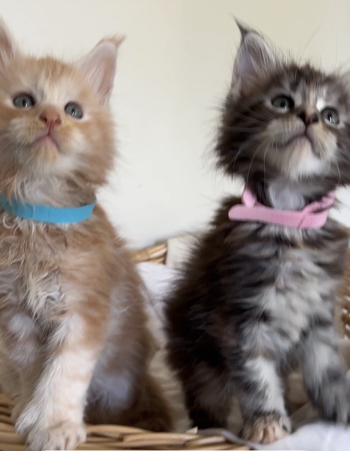 Male and female Maine coons Michigan image 2