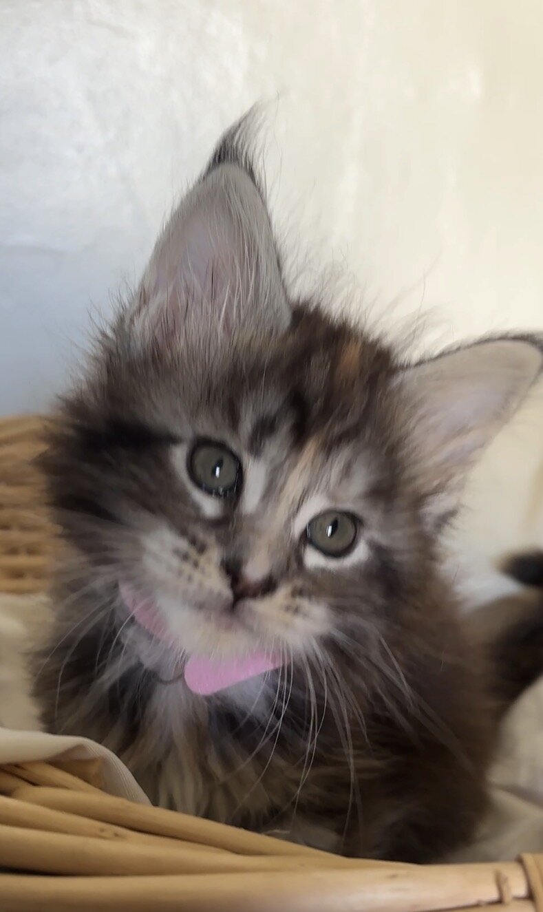 Male and female Maine coons Michigan image 5