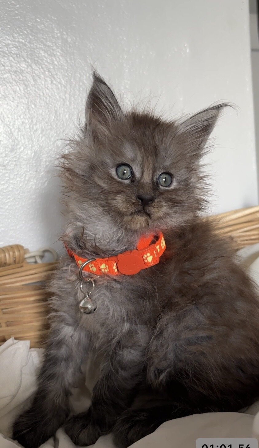Male and female Maine coons Michigan image 3