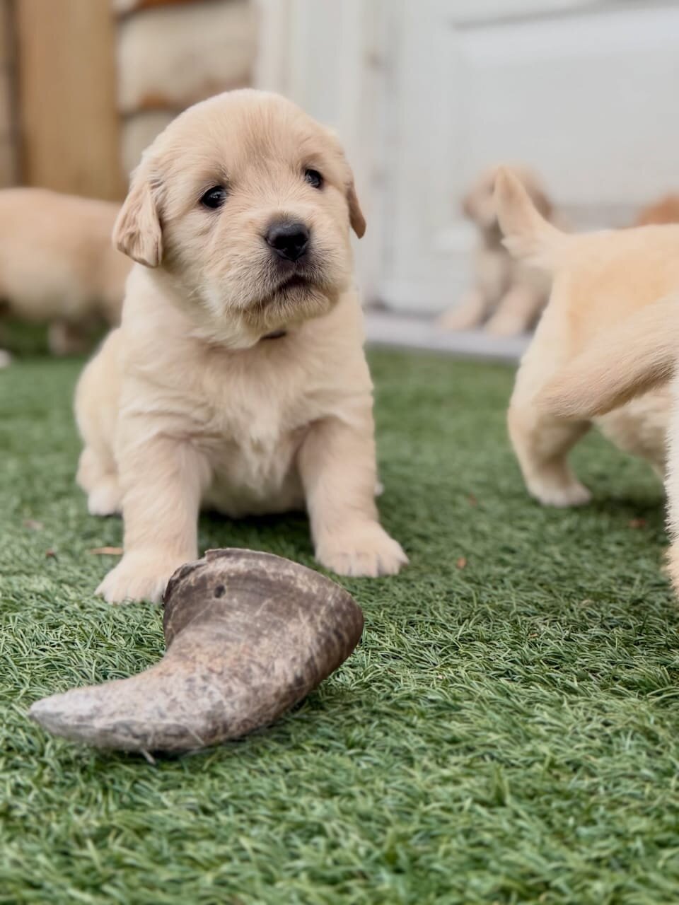 Adorable Golden Retriever Puppies image 1