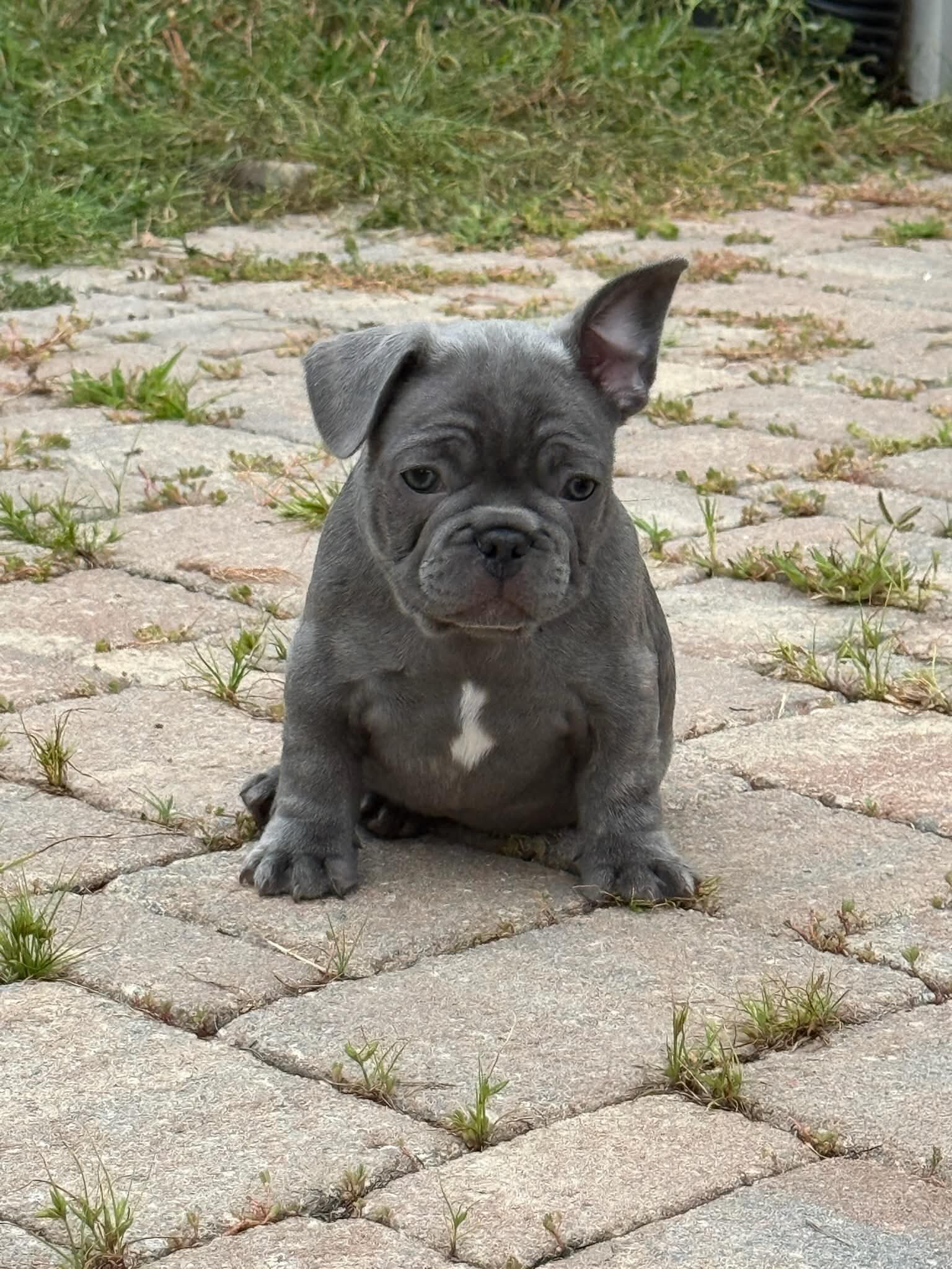 Male French Bulldog - Buddy image 1