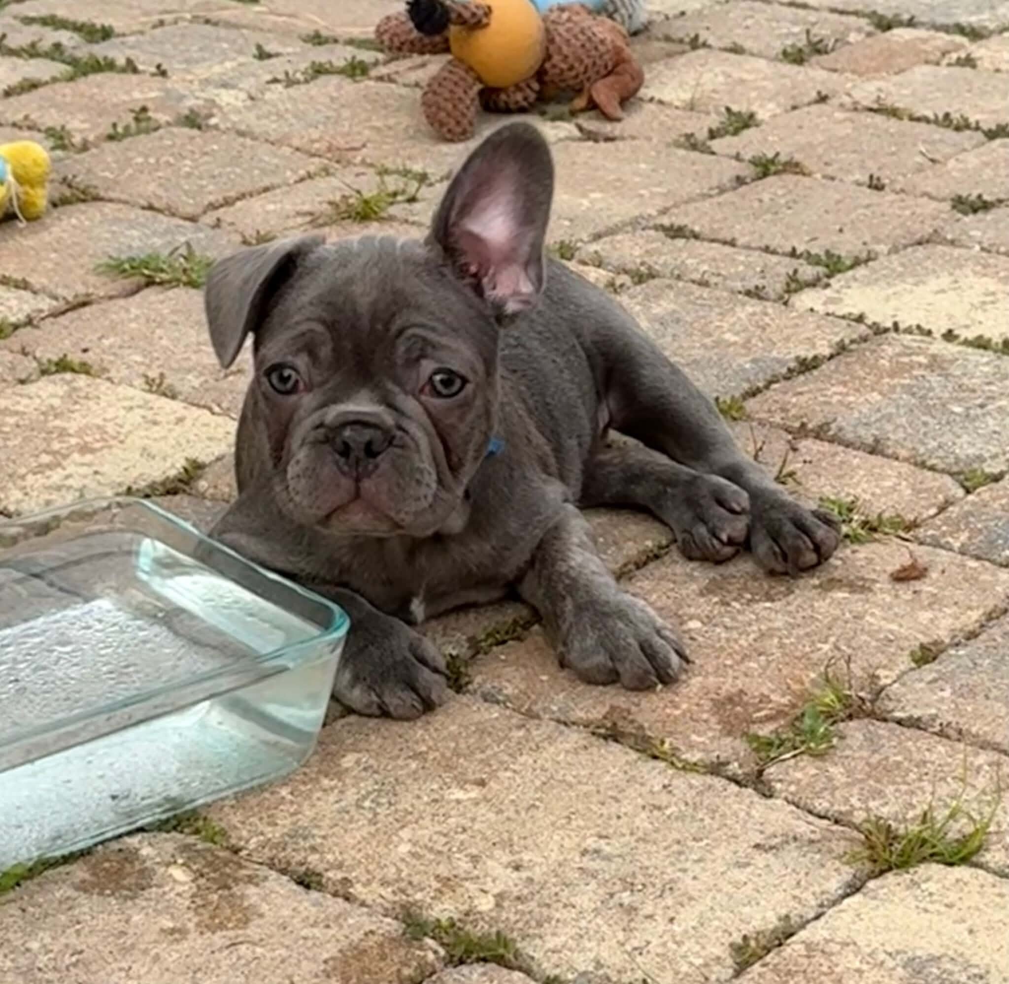 Male French Bulldog - Buddy image 4