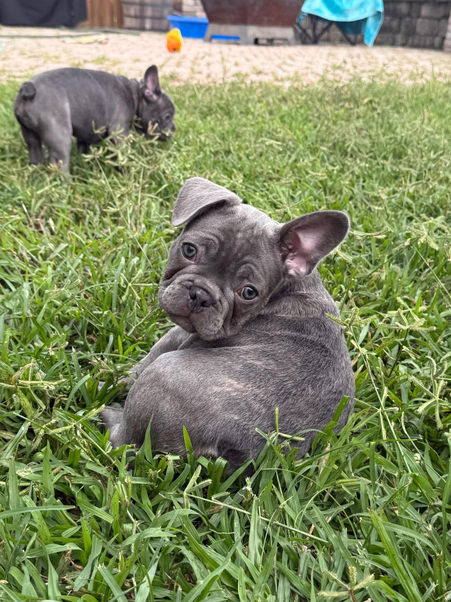 Male French Bulldog - Buddy image 8