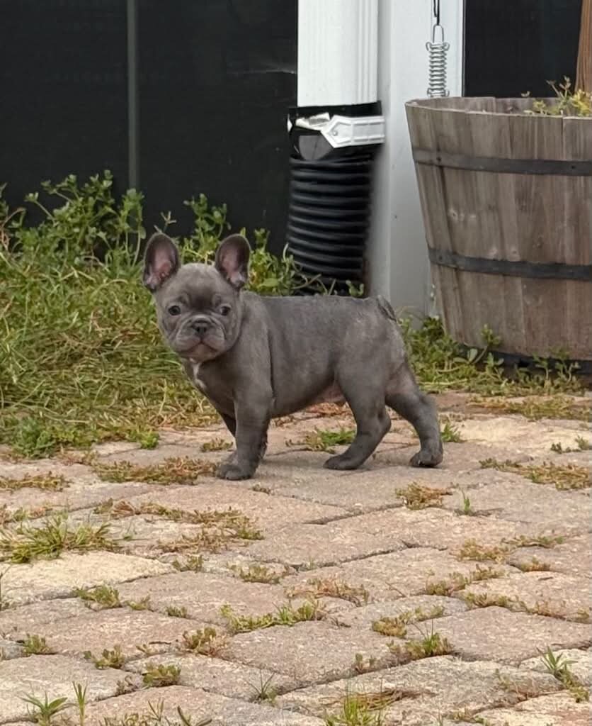 Male French Bulldog - Buddy image 2