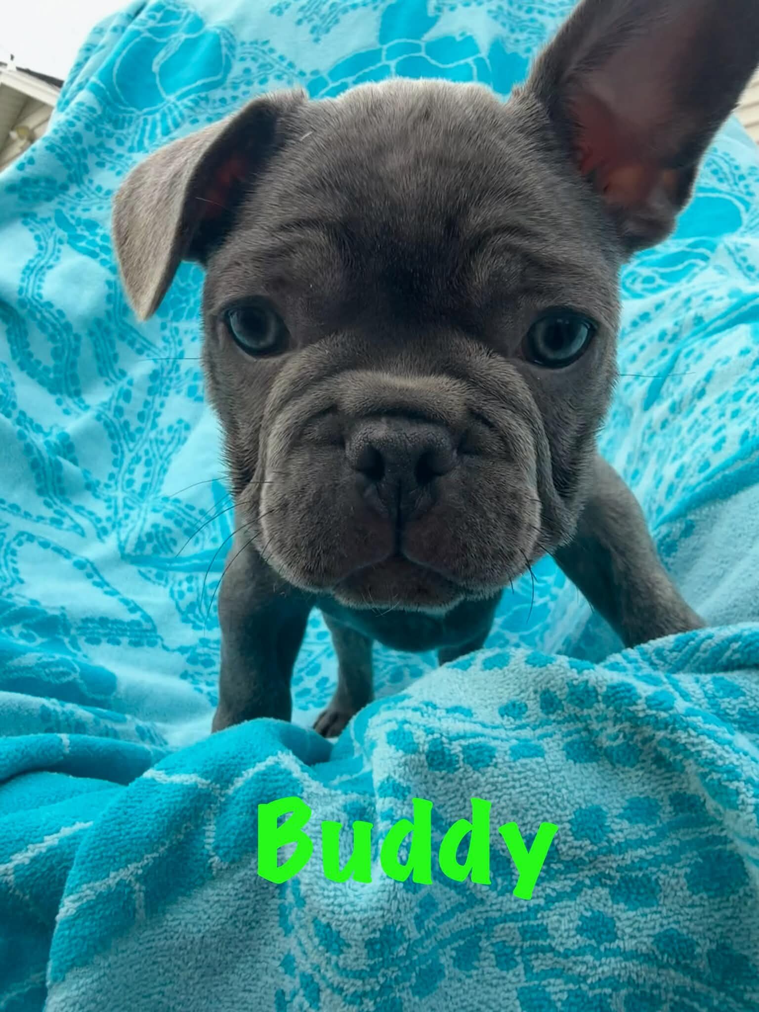 Male French Bulldog - Buddy image 6