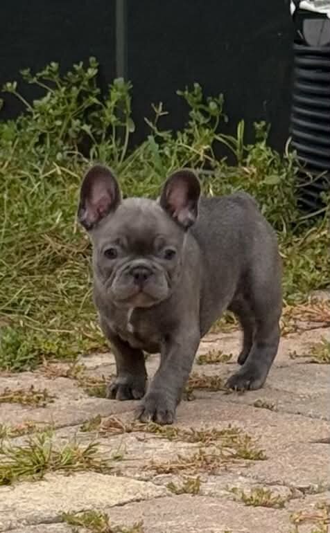 Male French Bulldog - Buddy image 9