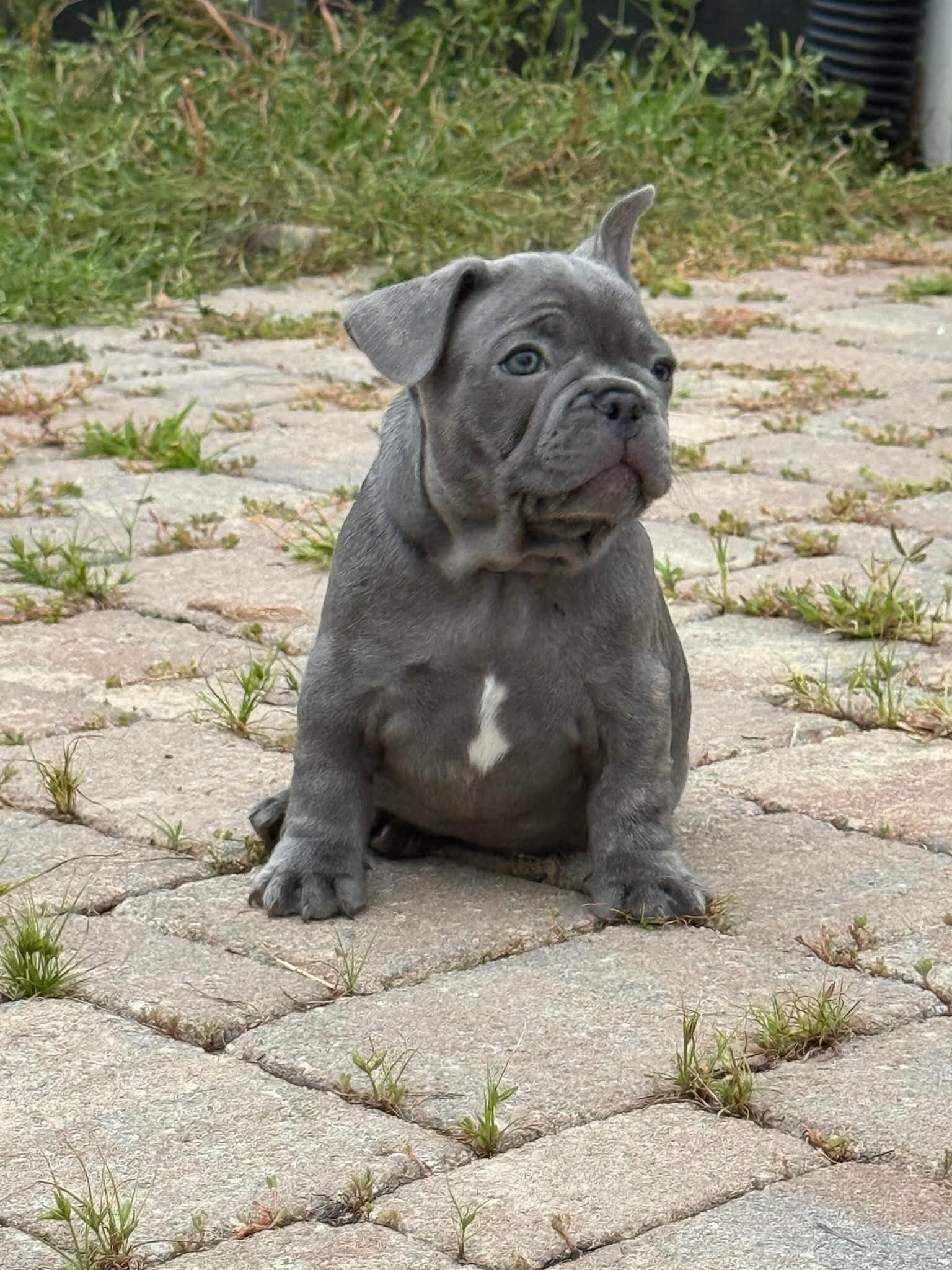 Male French Bulldog - Buddy image 3