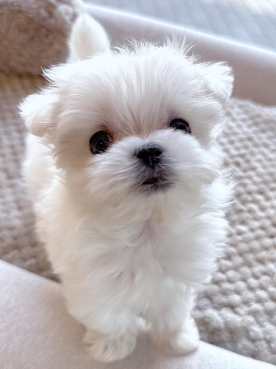 Maltese Puppies Available image 1