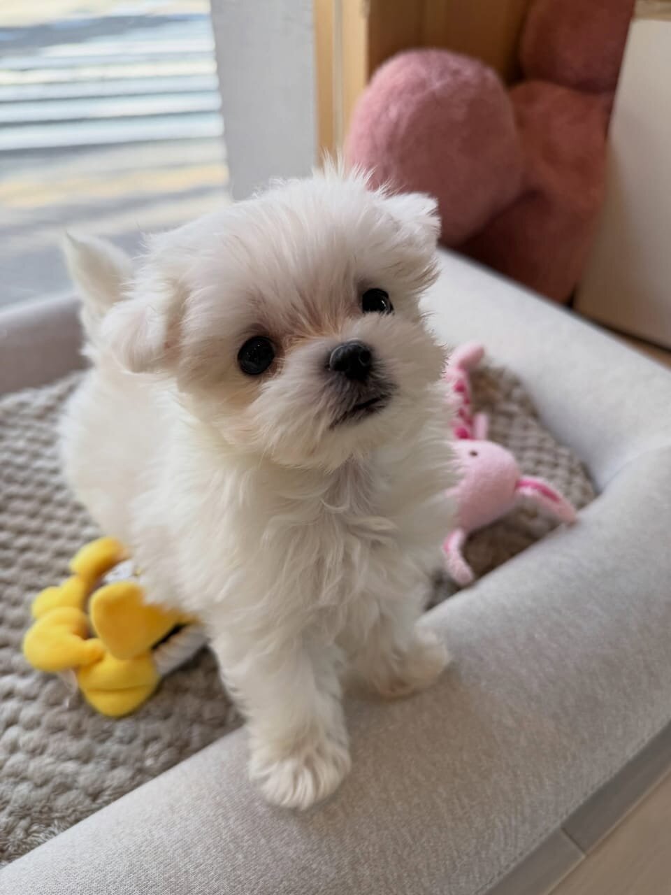 Healthy Maltese Puppies image 1