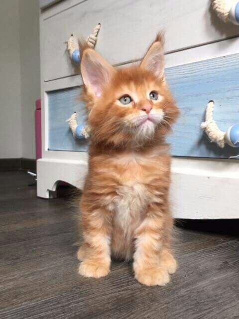 Maine Coon Kittens Available image 1