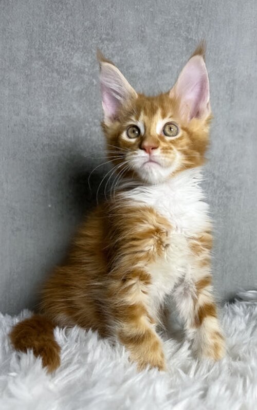 Male and Female Maine coon kittens image 1