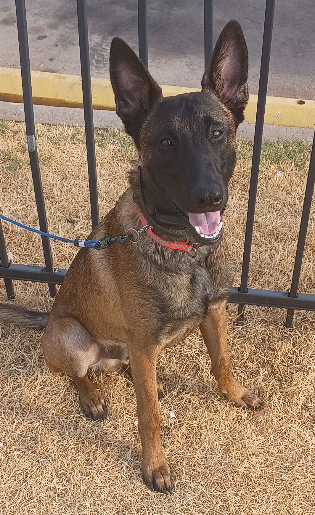 Amazing Belgian Malinois Puppy image 1