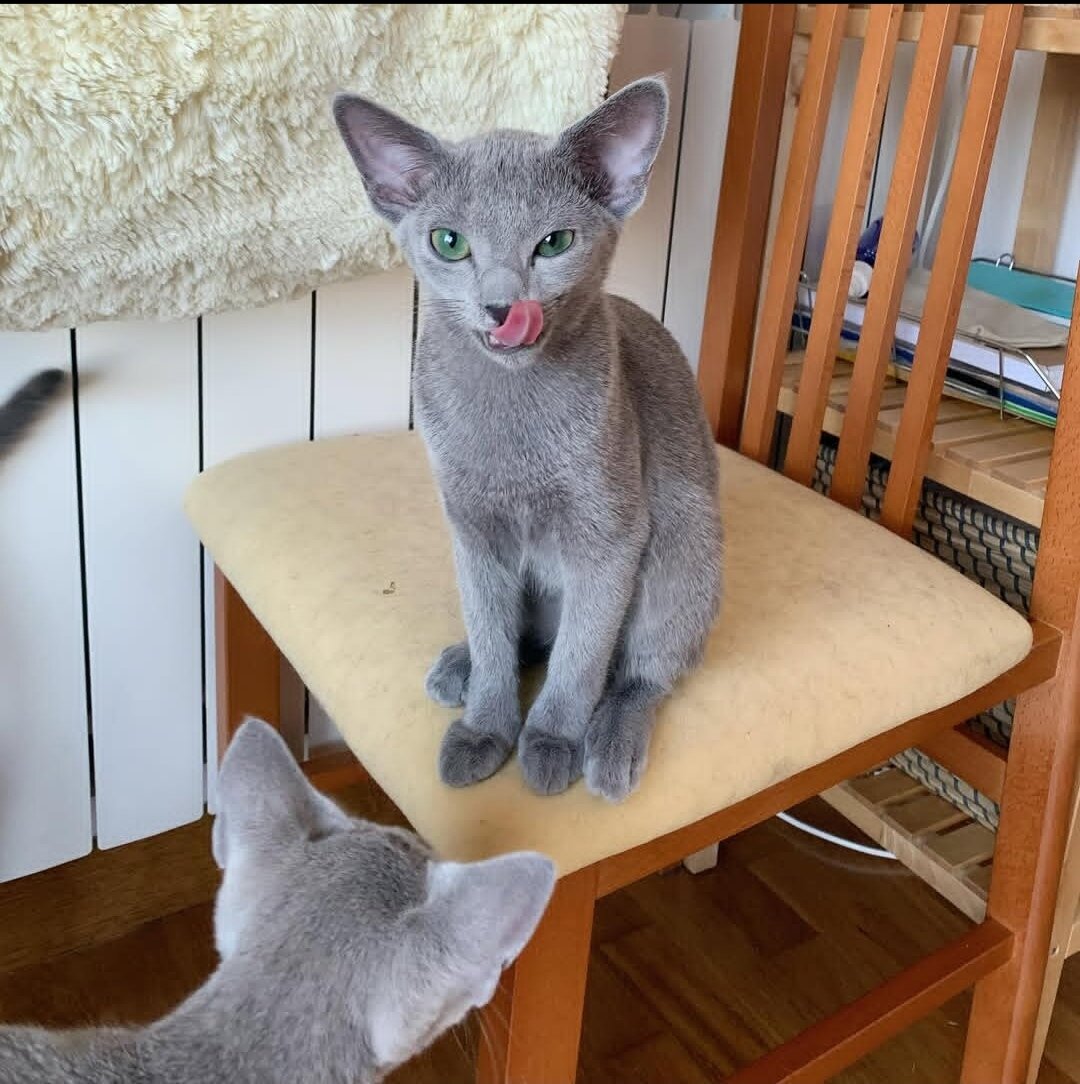 Playful Russian Blue kittens image 1