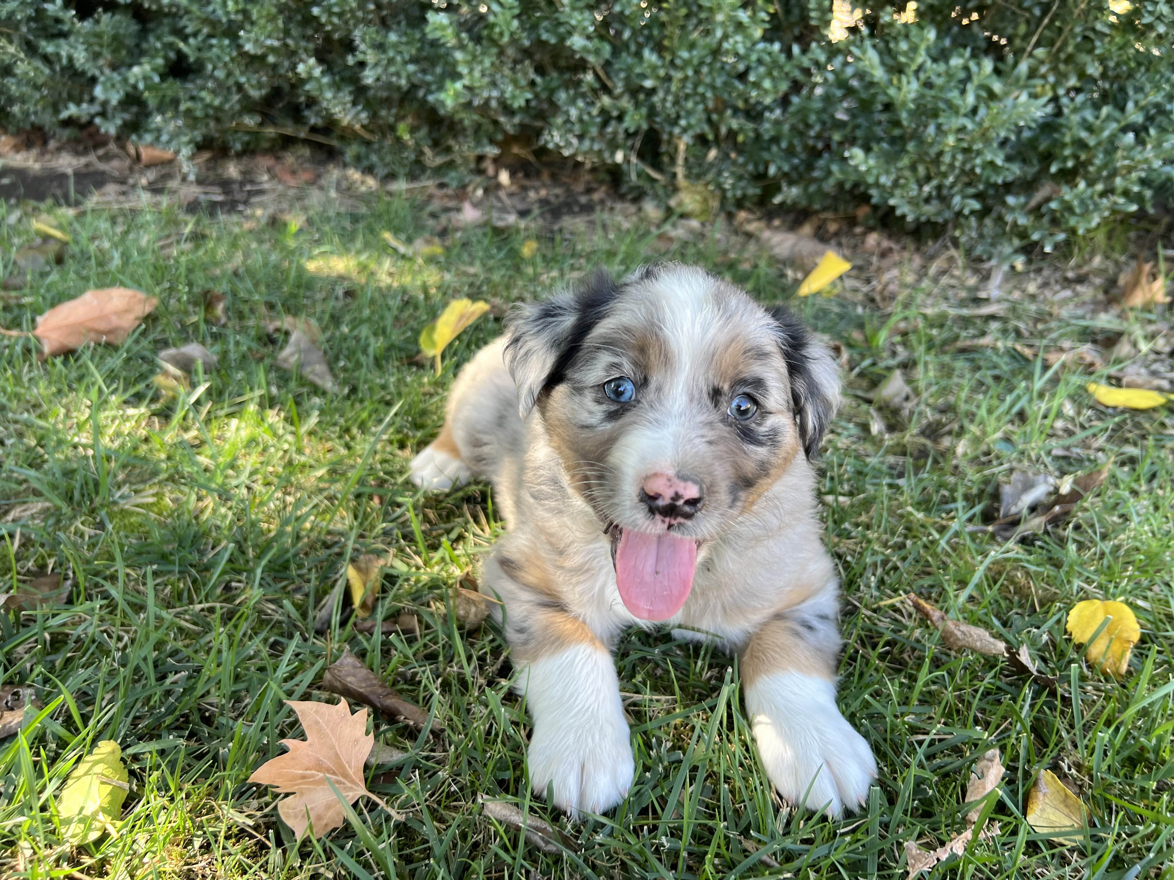 Australian Shepherd puppies image 2