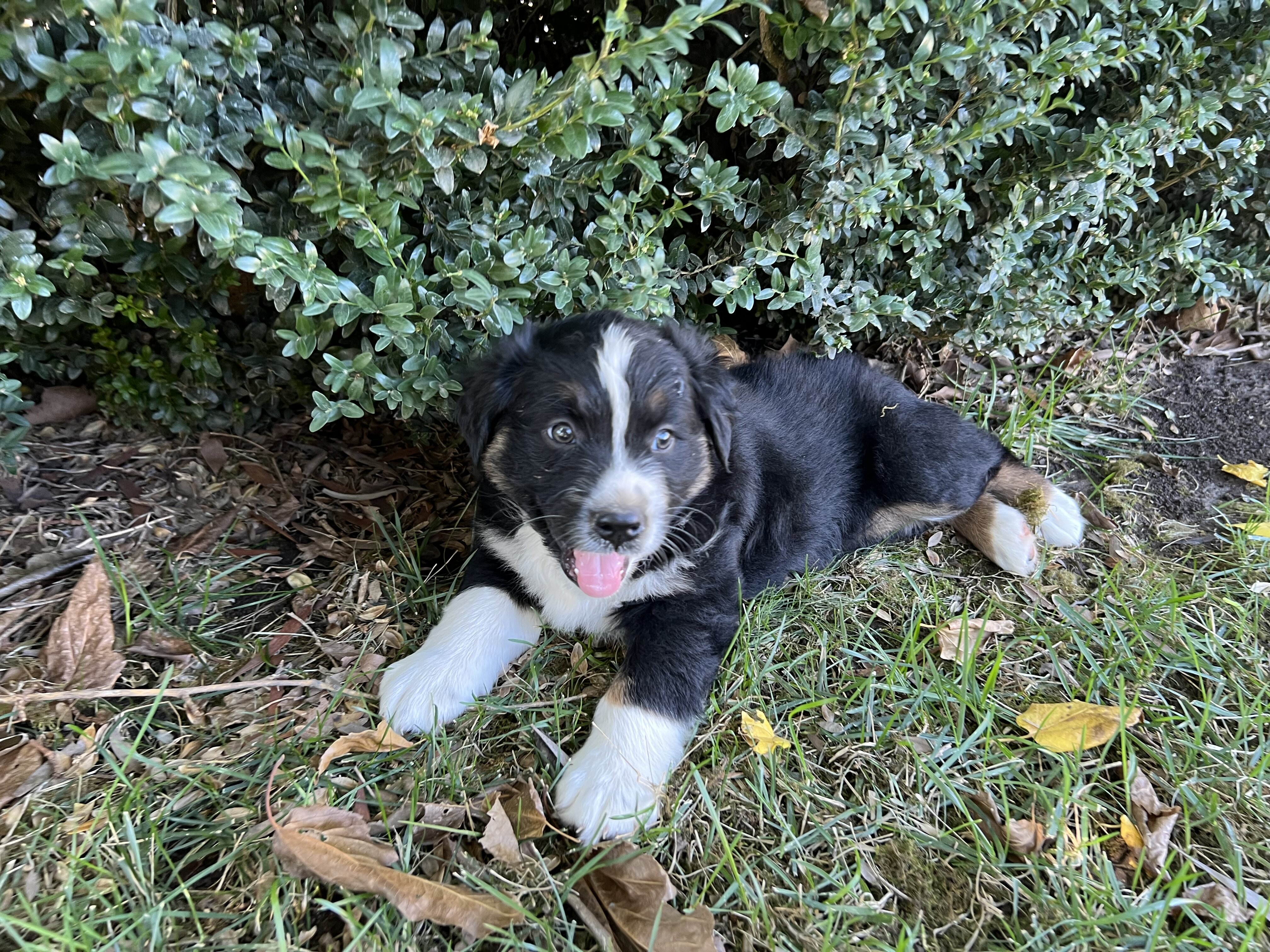 Australian Shepherd puppies image 3