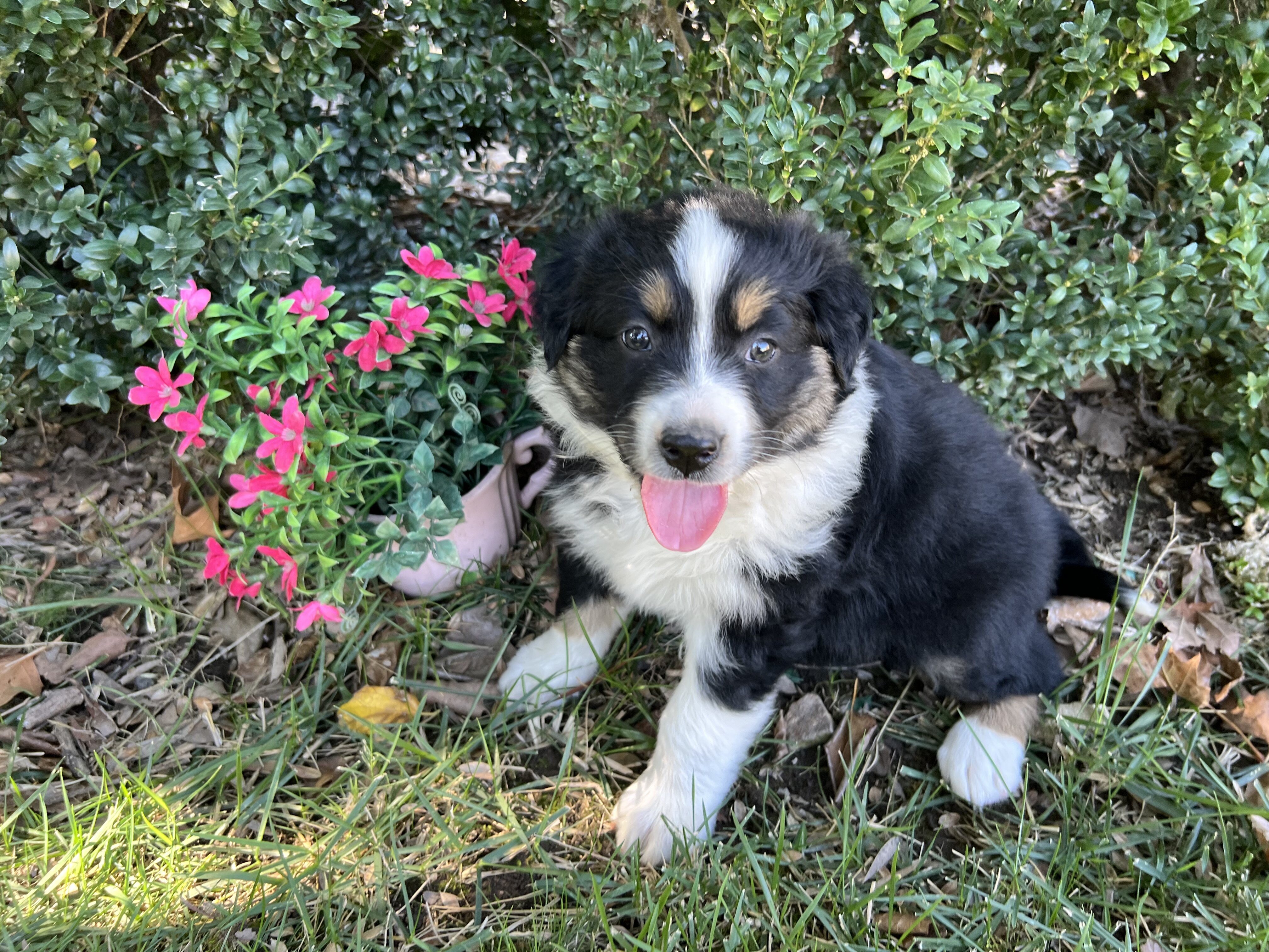 Australian Shepherd puppies image 1