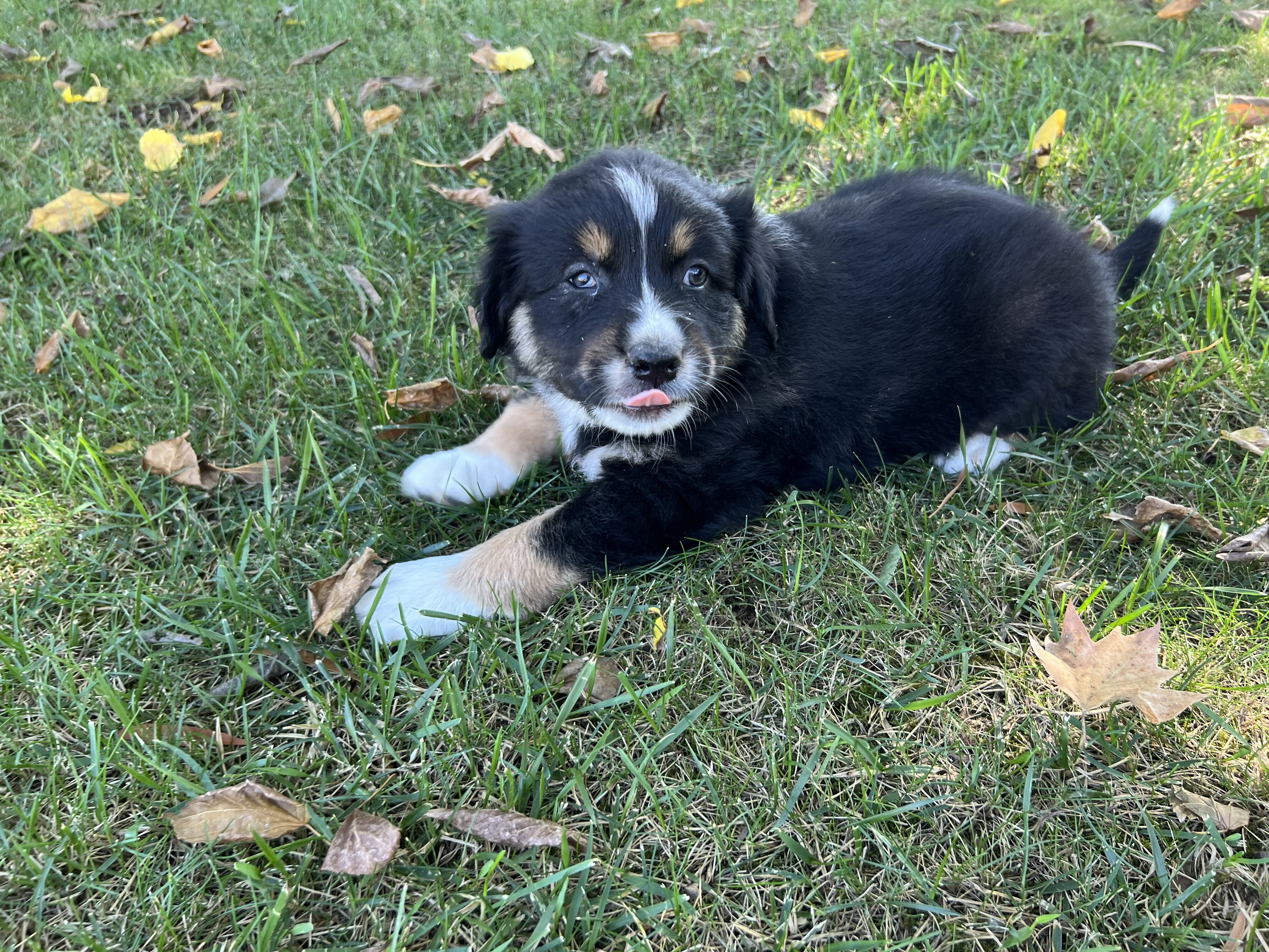 Australian Shepherd puppies image 4