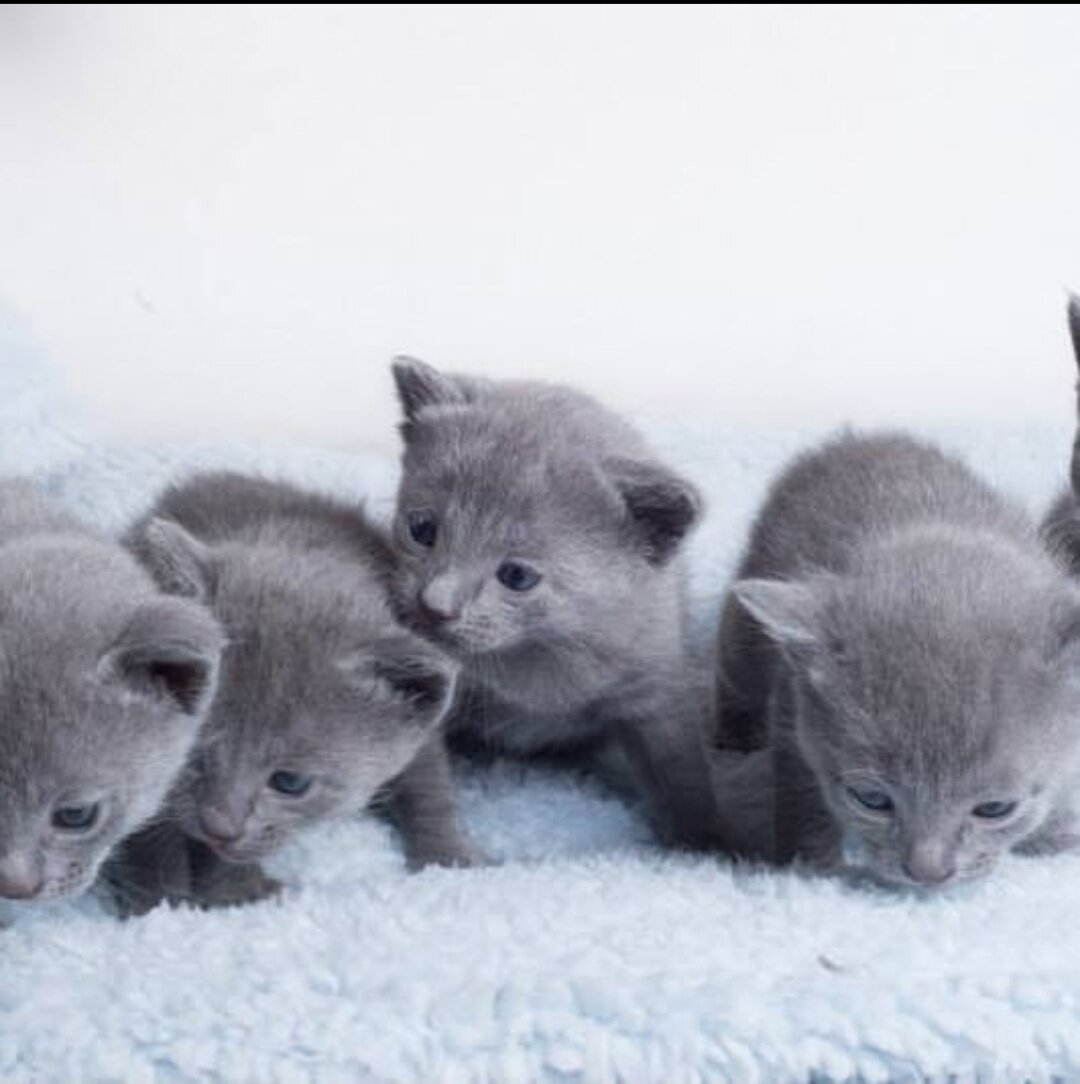 Lovely Russian Blue kittens ready image 1