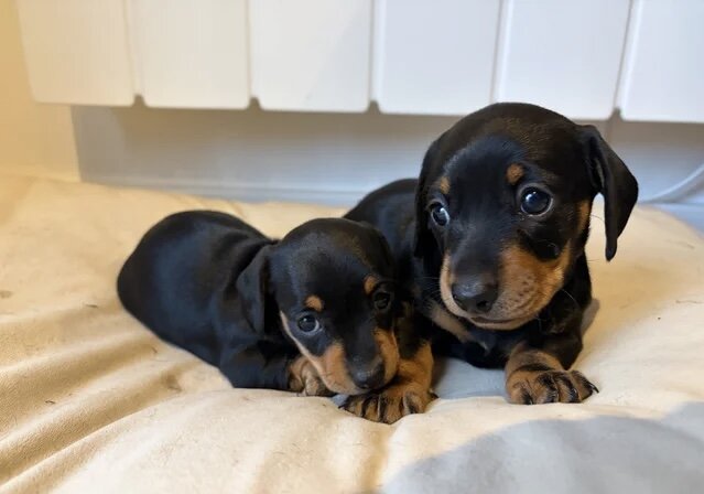 Miniature Dachshund Puppies – 8 Weeks Old – Ta image 1