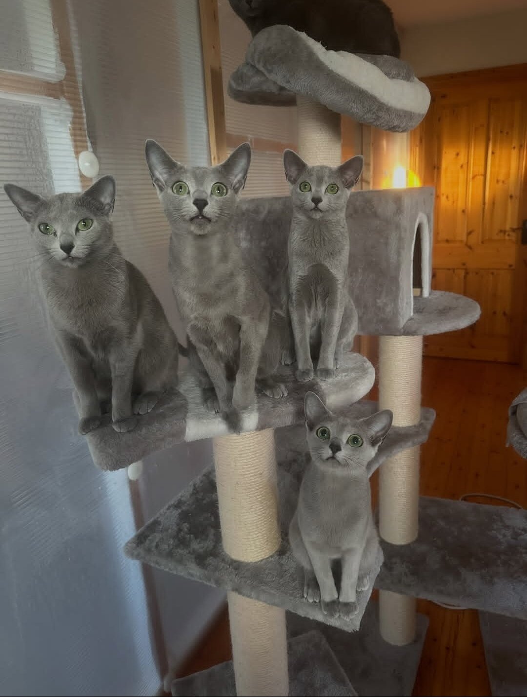 Beautiful Russian Blue cat image 1