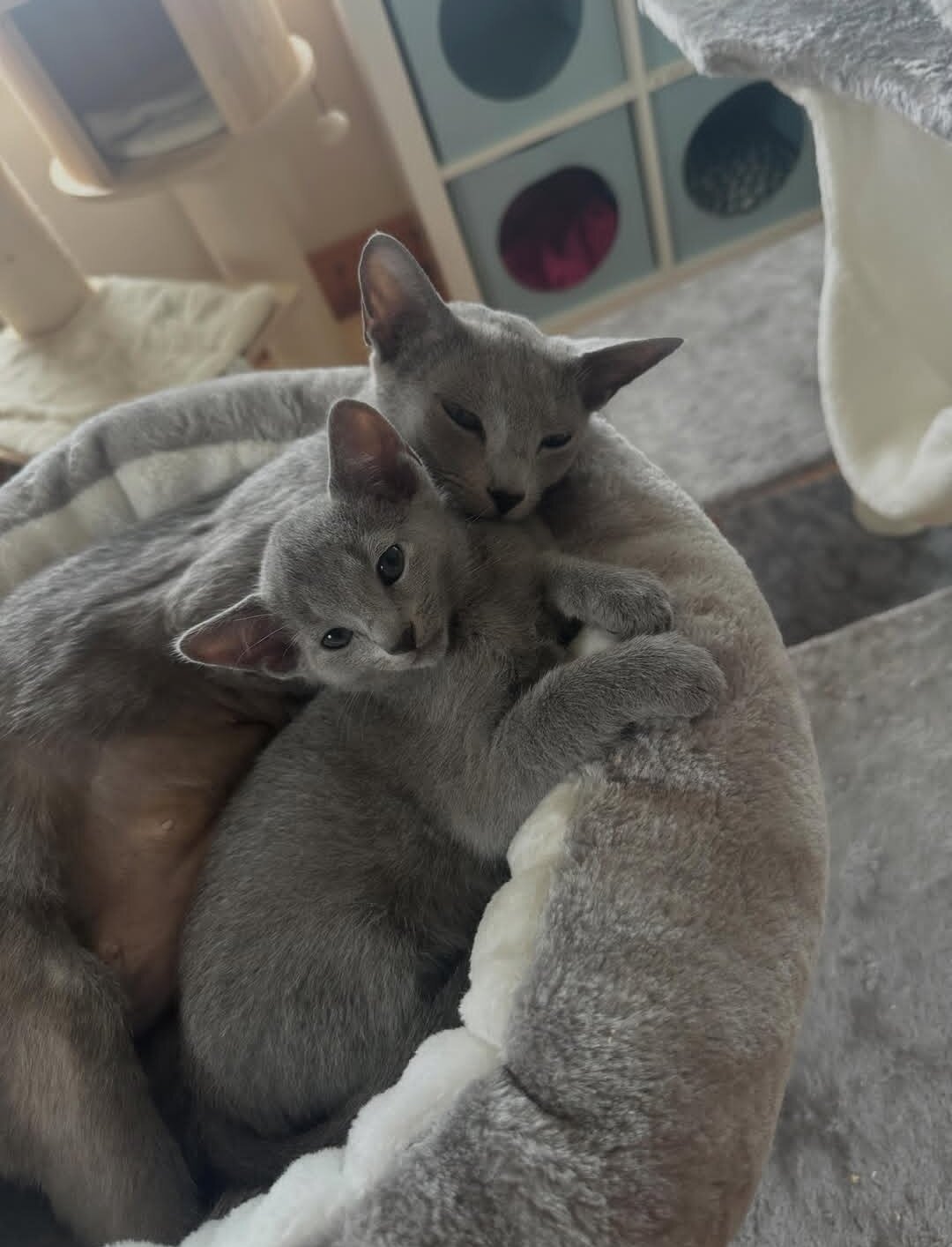 Affectionate Russian Blue kittens image 1