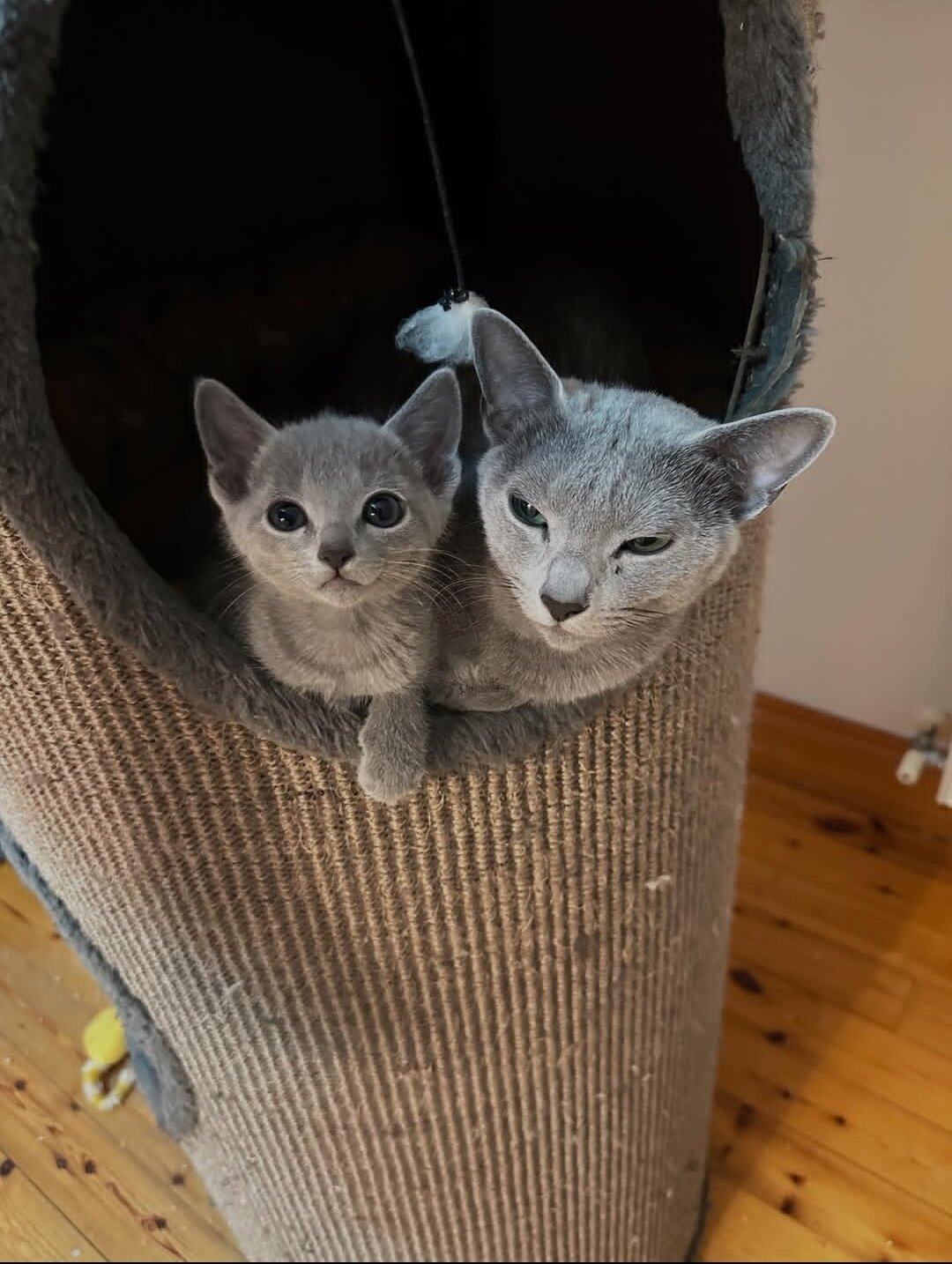 Purebred Russian Blue kittens available image 1