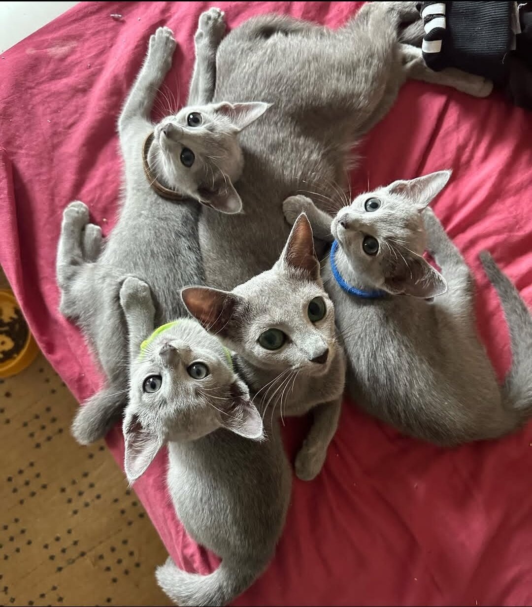 Well trained Russian Blue kittens image 1
