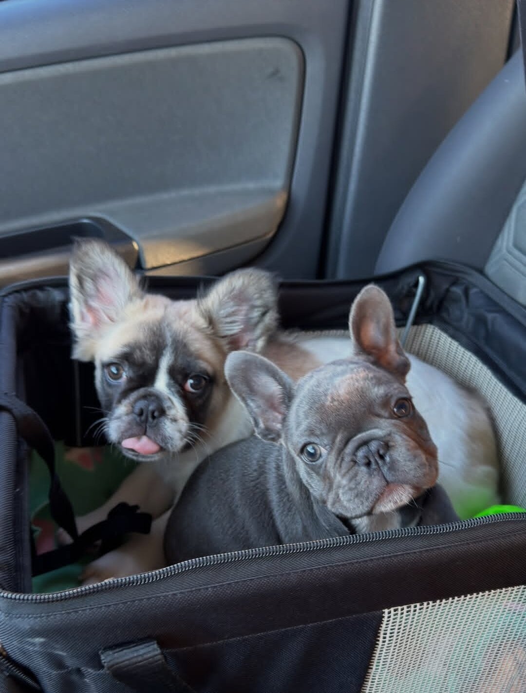 Beautiful Frenchie ready image 1