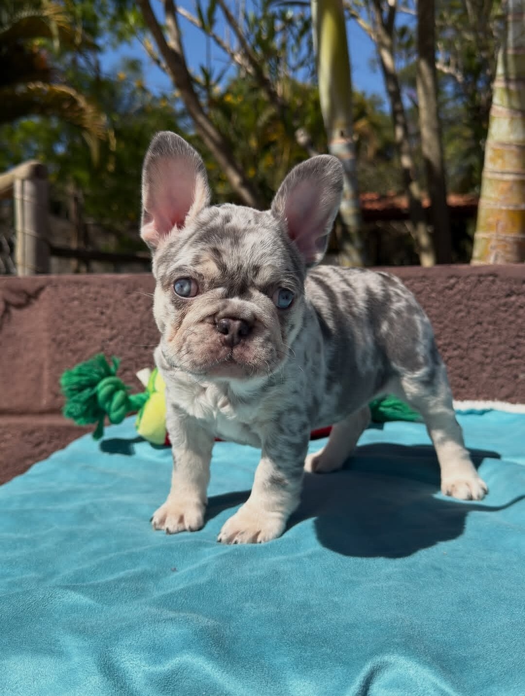 French bulldog puppy image 1