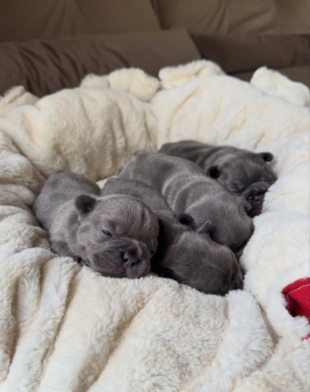 Affectionate French bulldog puppies image 1