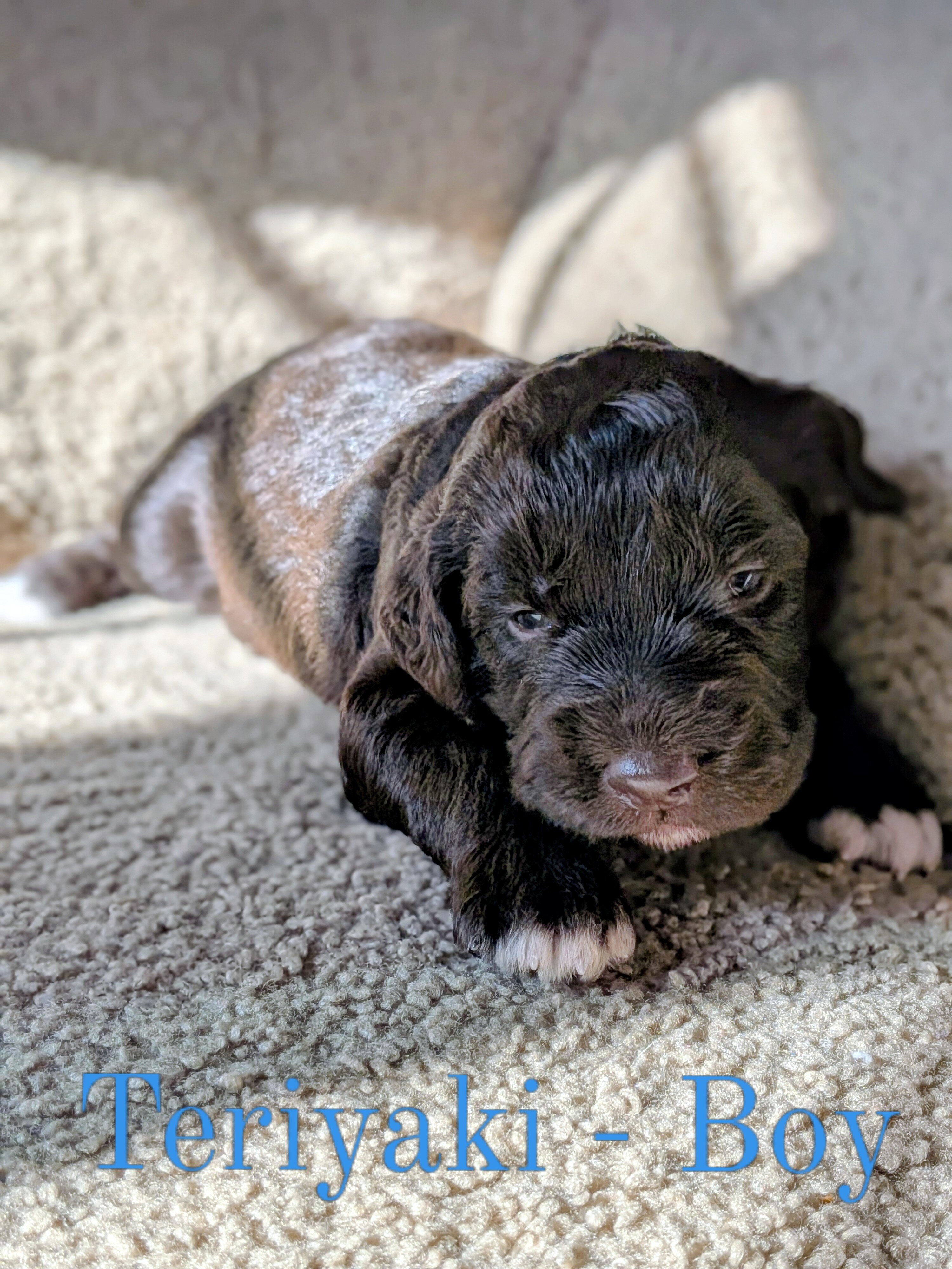 Aussiedoodle Puppies image 3