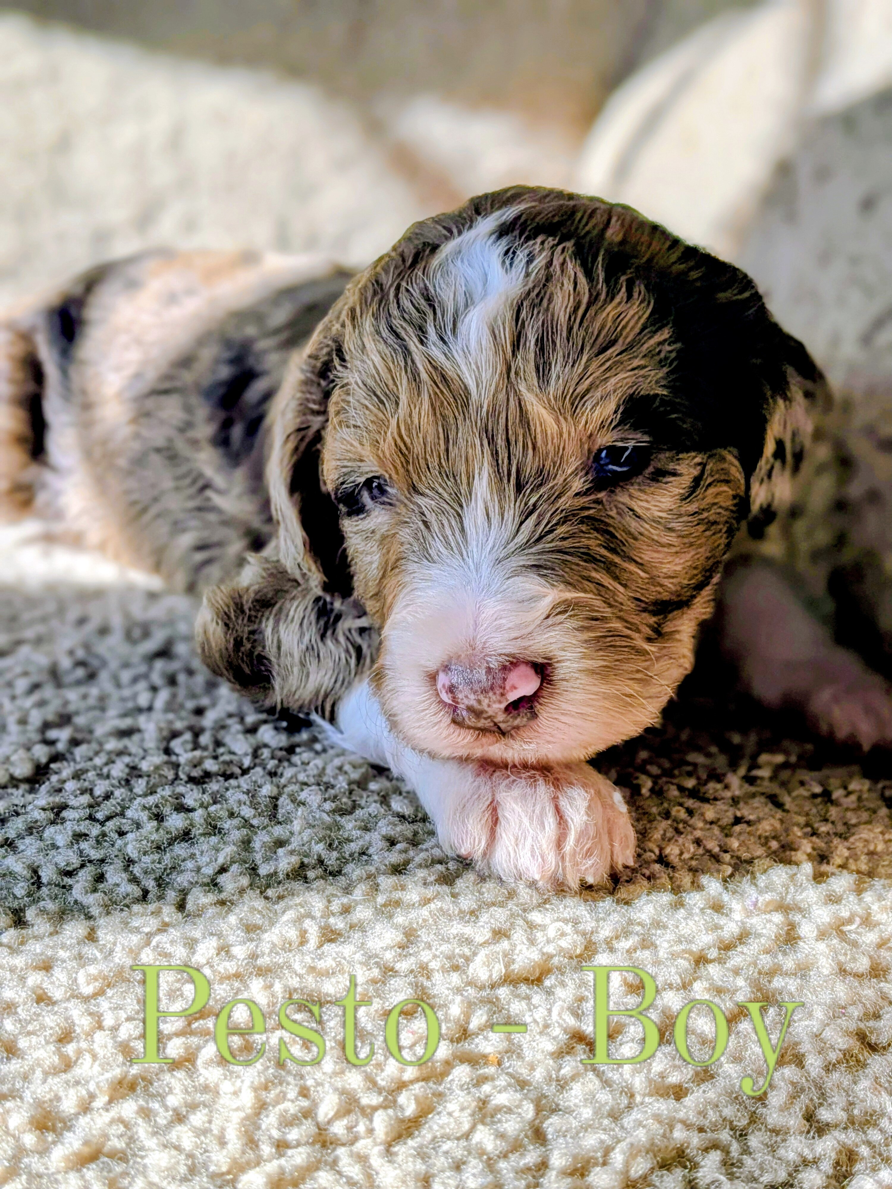 Aussiedoodle Puppies image 2