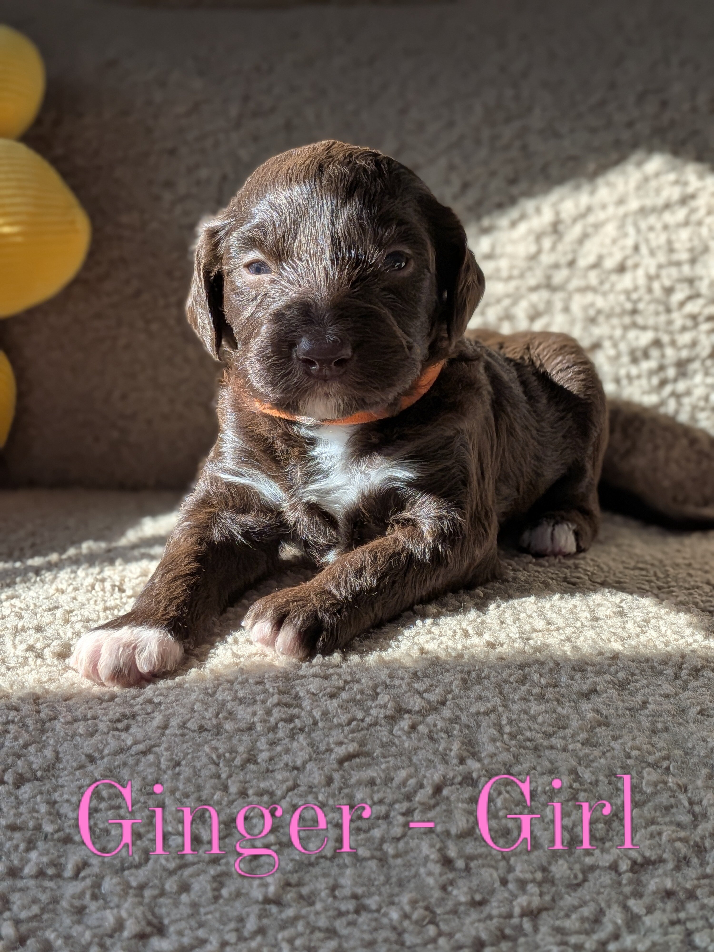 Aussiedoodle Puppies image 4