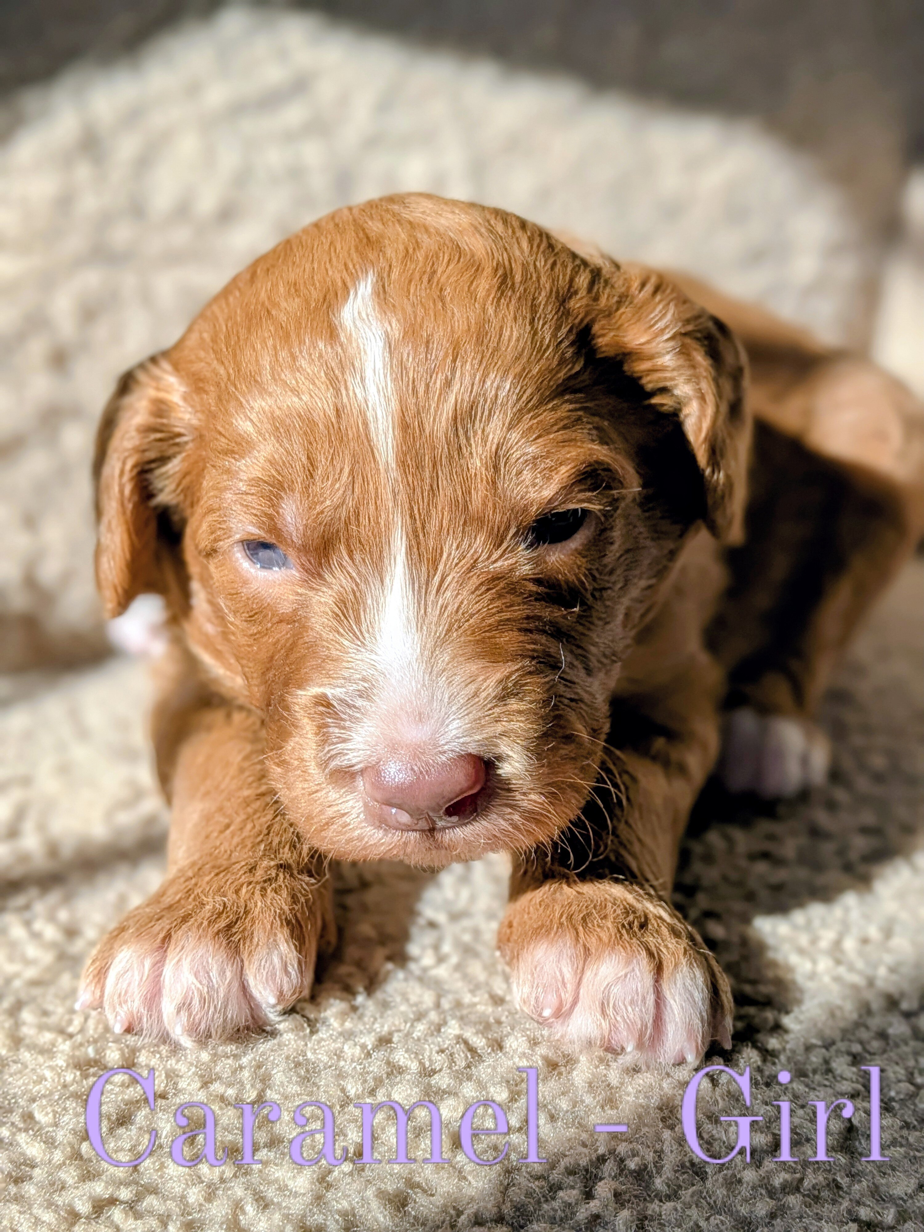 Aussiedoodle Puppies image 1